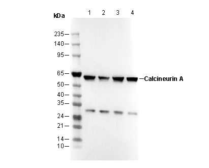 Calcineurin A Antibody