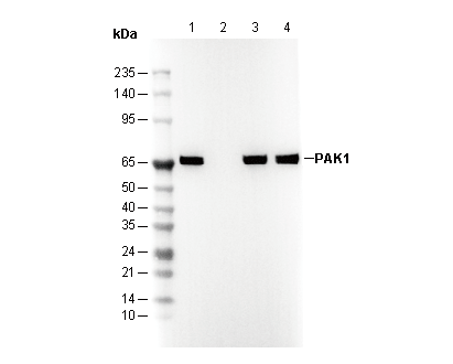 PAK1 Antibody