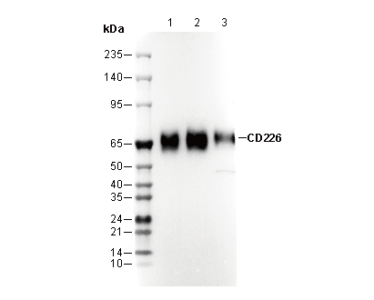 CD226 Antibody