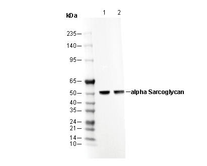 α-Sarcoglycan Antibody