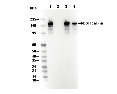 PDGFR α Antibody