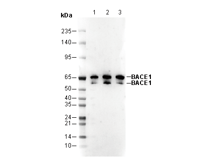 BACE1 Antibody