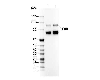 TrkB Antibody