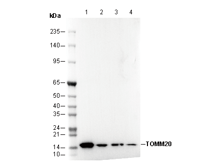 TOMM20 Antibody