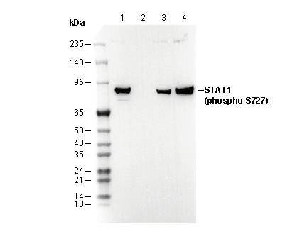 Phospho-STAT1 (Ser727) Antibody