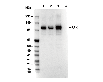 FAK Antibody