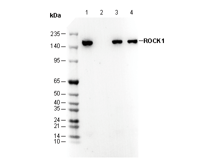 ROCK1 Antibody