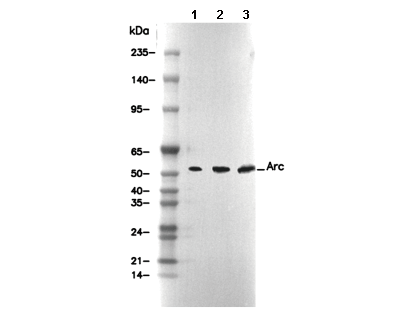 Arc Antibody