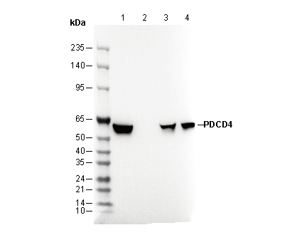PDCD4 Antibody