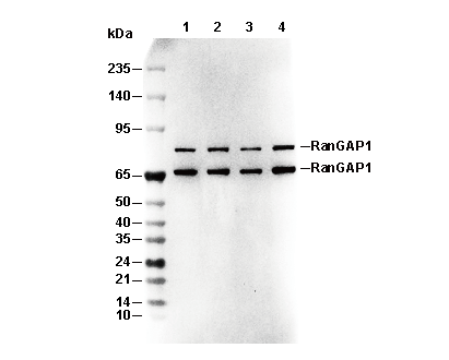 RanGAP1 Antibody