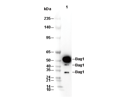 Bag1 Antibody