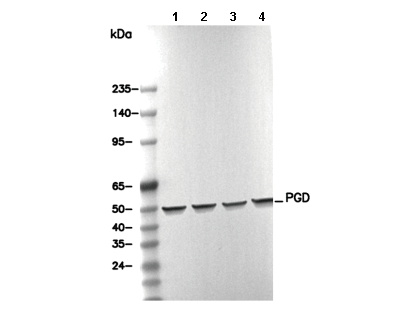 PGD Antibody