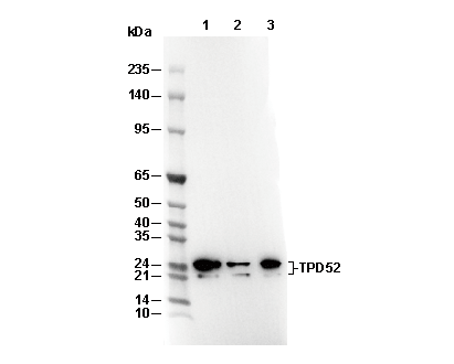 TPD52 Antibody