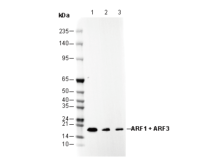 ARF1 + ARF3 Antibody