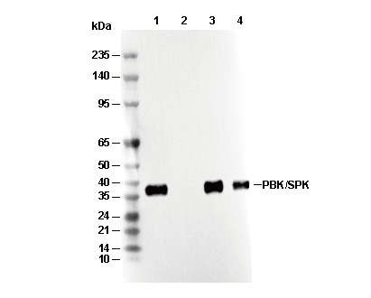 PBK/SPK Antibody