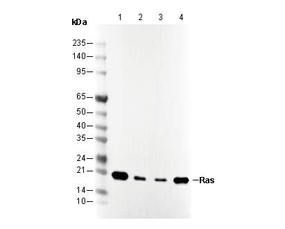 Ras Antibody