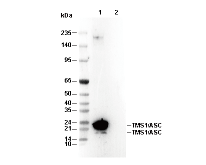 ASC/TMS1 Antibody