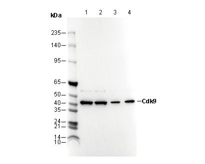CDK9 Antibody