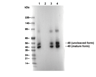 DR5 Antibody