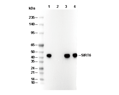 SIRT6 Antibody