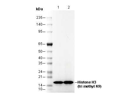 Histone H3 (tri methyl Lys9) Antibody