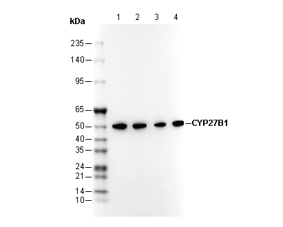 CYP27B1 Antibody