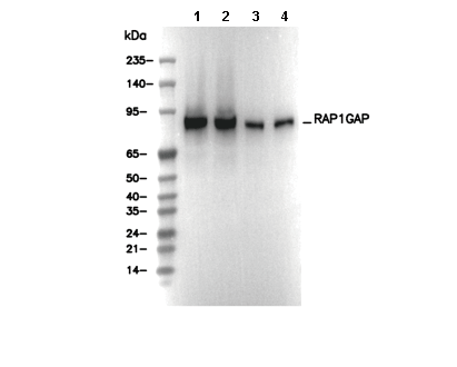RAP1GAP Antibody