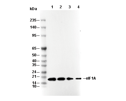 eIF1A Antibody