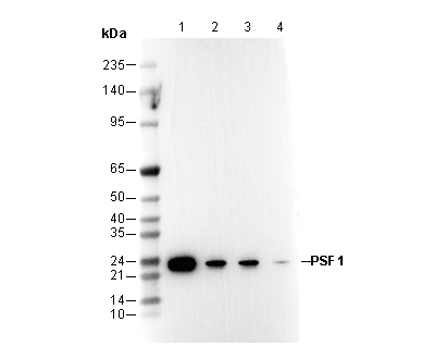 PSF1 Antibody
