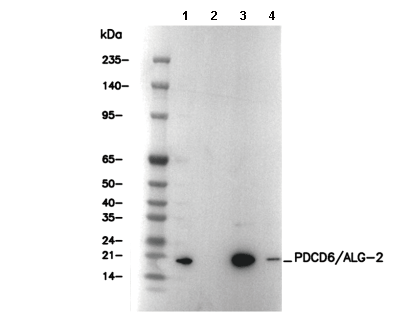 PDCD6/ALG-2 Antibody