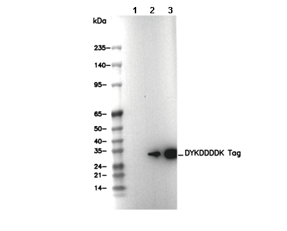 DYKDDDDK Tag Antibody