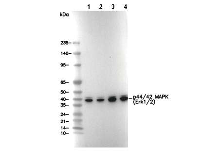 p44/42 MAPK (Erk1/2) Antibody