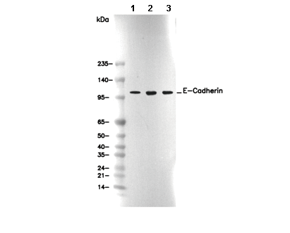 E-Cadherin Antibody