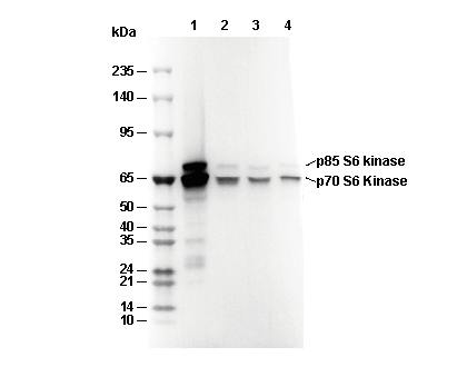p70 S6 Kinase Antibody