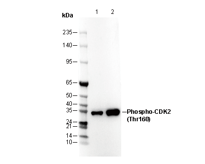 Phospho-CDK2 (Thr160) Antibody