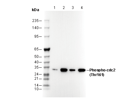 Phospho-CDC2(Thr161) Antibody
