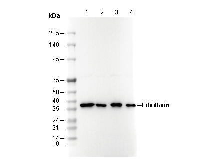 Fibrillarin Antibody