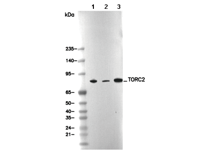 TORC2 Antibody
