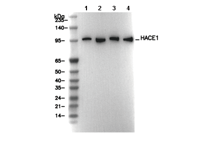 HACE1 Antibody