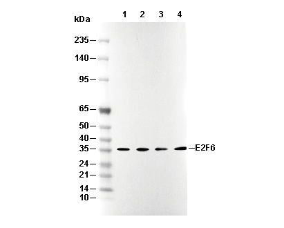 E2F6 Antibody