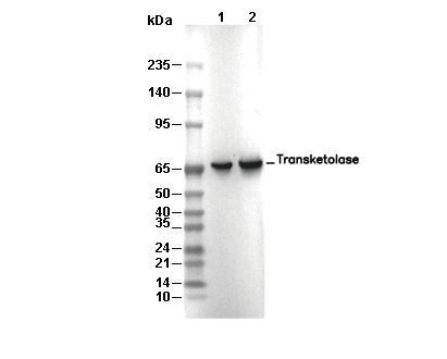 Transketolase Antibody