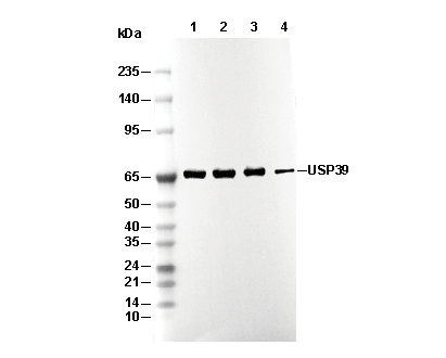 USP39 Antibody