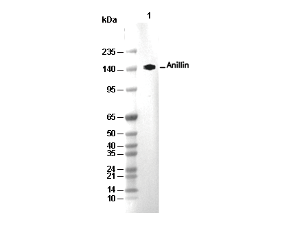 Anillin Antibody