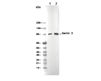 Gemin 3 Antibody