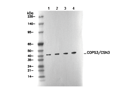 COPS3/CSN3 Antibody