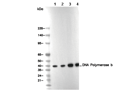 DNA Polymerase β Antibody