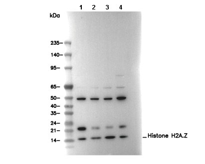 Histone H2A.Z Antibody