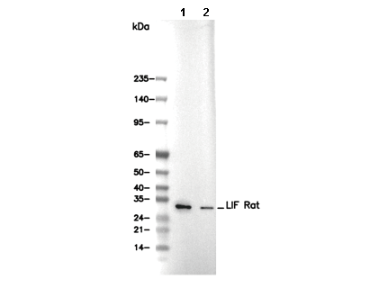 LIF Antibody