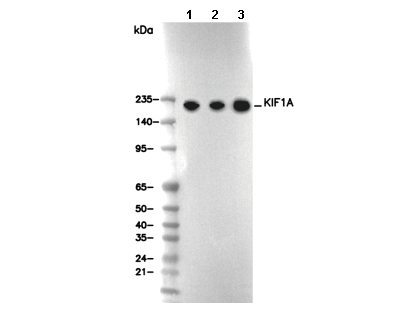 KIF1A Antibody