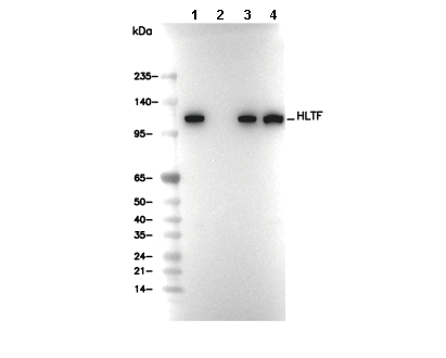 HLTF Antibody